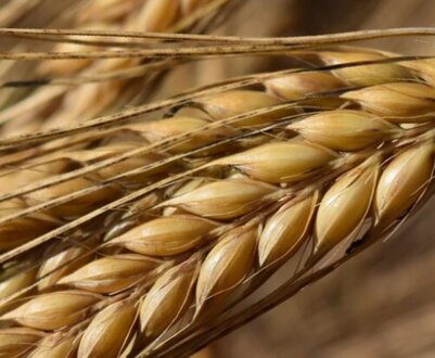 Склад і властивості ячменю, його вплив на організм людини