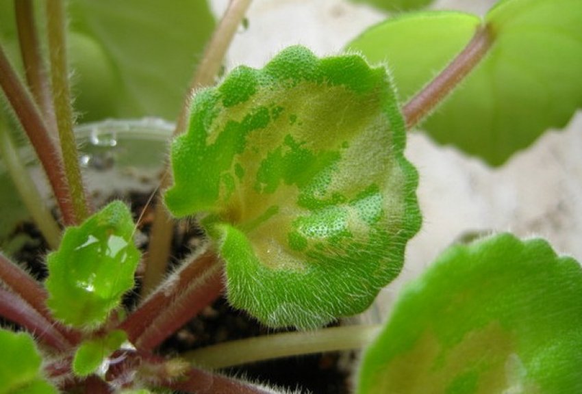 Фіалка уражена трипсами