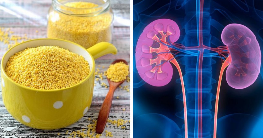 Вплив пшона на діяльність сечовидільної системи