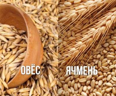 Чим відрізняються овес і ячмінь