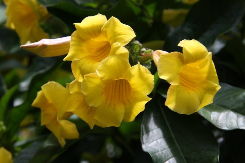 Алламанда Шотта Алламанда Шотта