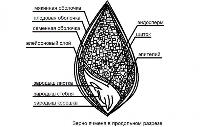 Ячменная зерновка