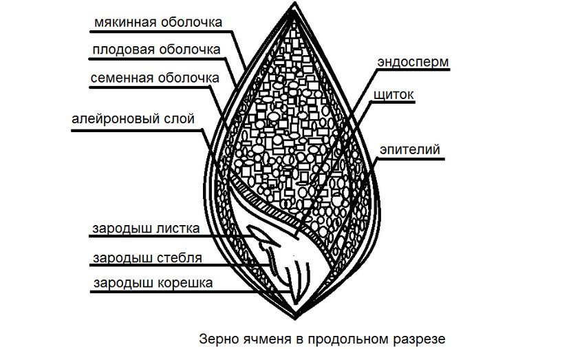 Фаза кущения ячменя фото сроки