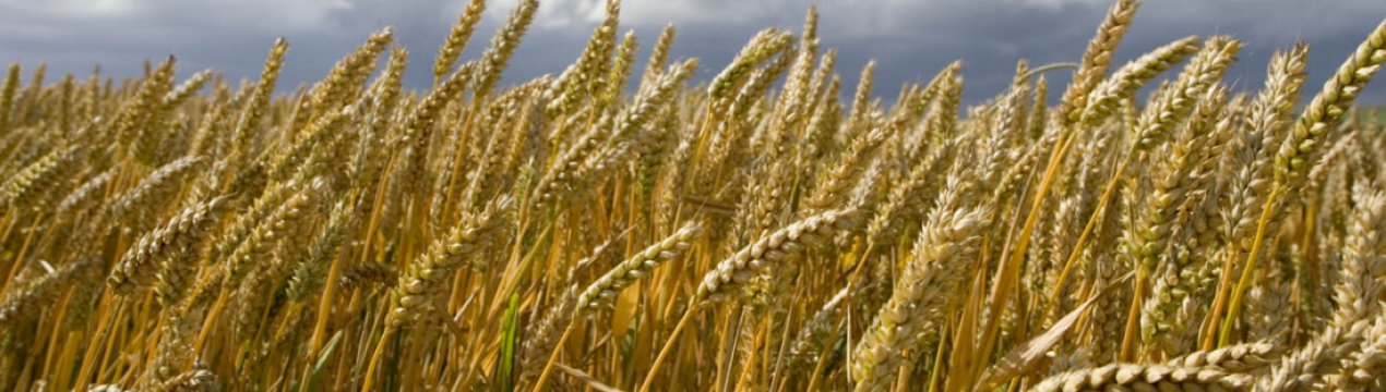 Опис і характеристики озимої пшениці сорту Граф