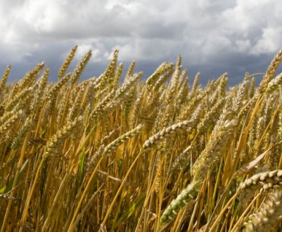 Опис і характеристики озимої пшениці сорту Граф