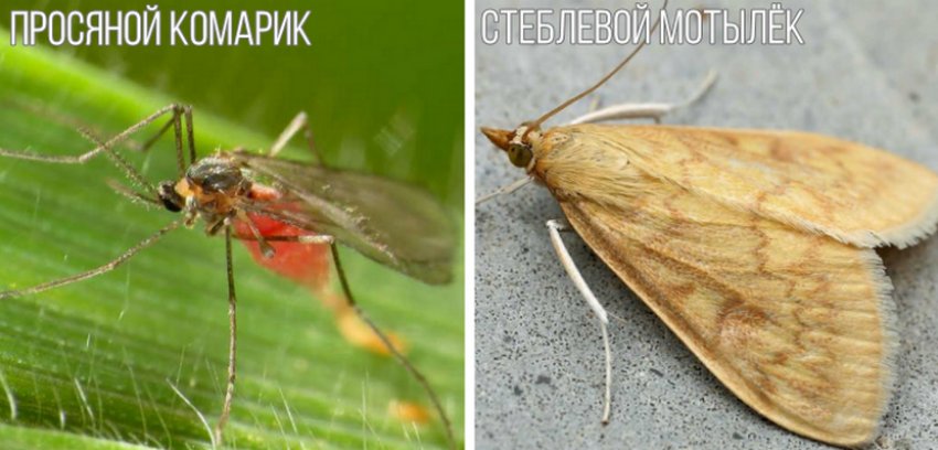 Шкідники проса