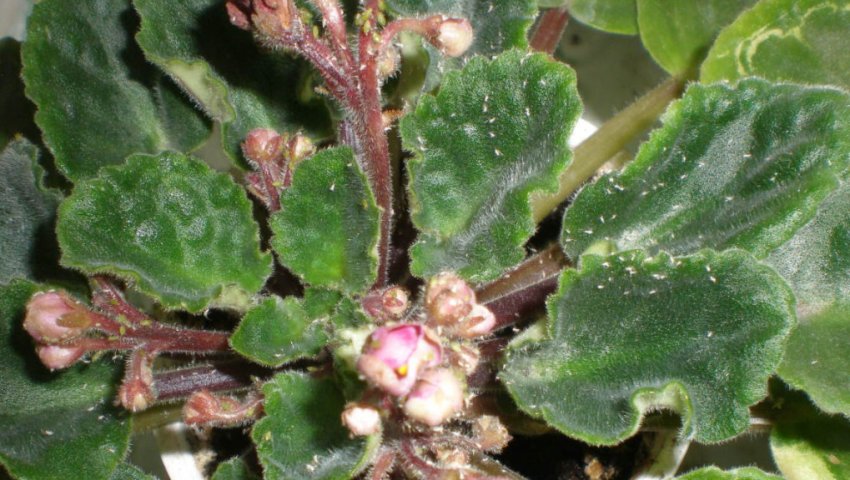 Кліщі на фіалку