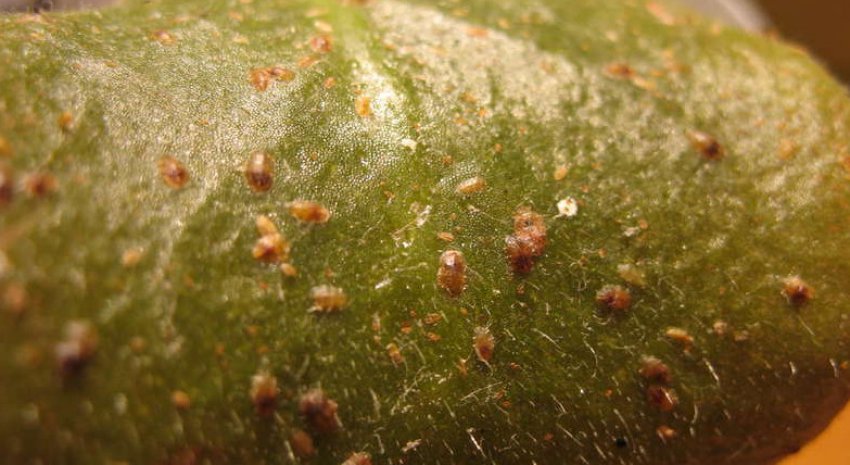 Щитівки на фіалку