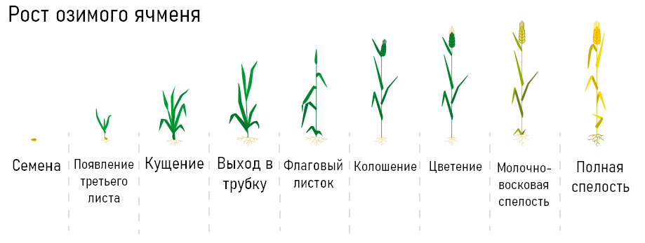 За сколько дней пшеница. Фазы развития озимого ячменя. Фазы развития ячменя ярового. Фазы вегетации озимой пшеницы. Фазы развития Яровой пшеницы.