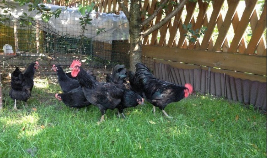 Китайські кури синь синь дянь Китайські кури синь синь дянь