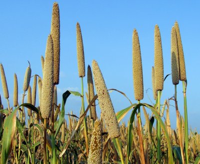 Опис, застосування та правила вирощування африканського проса