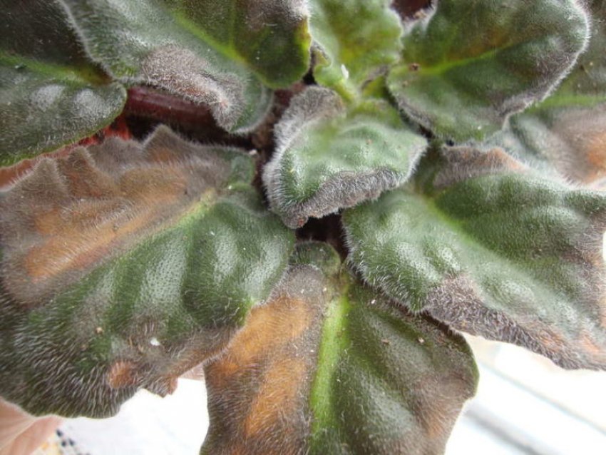 Фузаріоз на фіалку