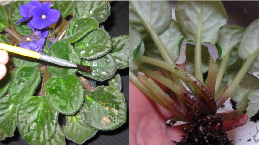 Борошниста роса і коренева гниль