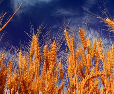 Як використовувати пшеницю як сидерат