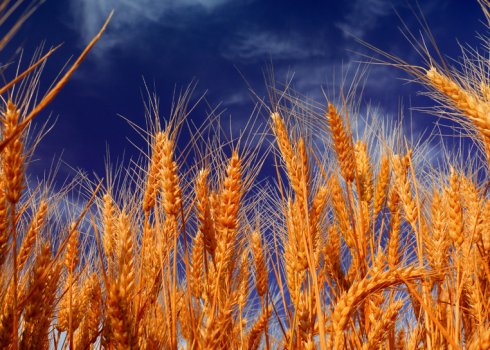 Як використовувати пшеницю як сидерат