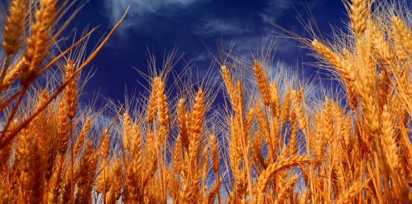 Когда сажать пшеницу весной