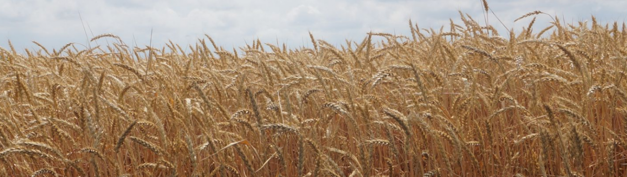 Озима пшениця сорту Баграт