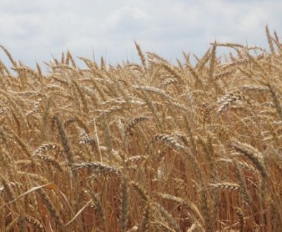 Озима пшениця сорту Баграт