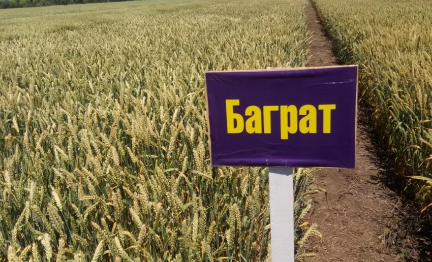 Сорт пшениці Баграт Сорт пшениці Баграт