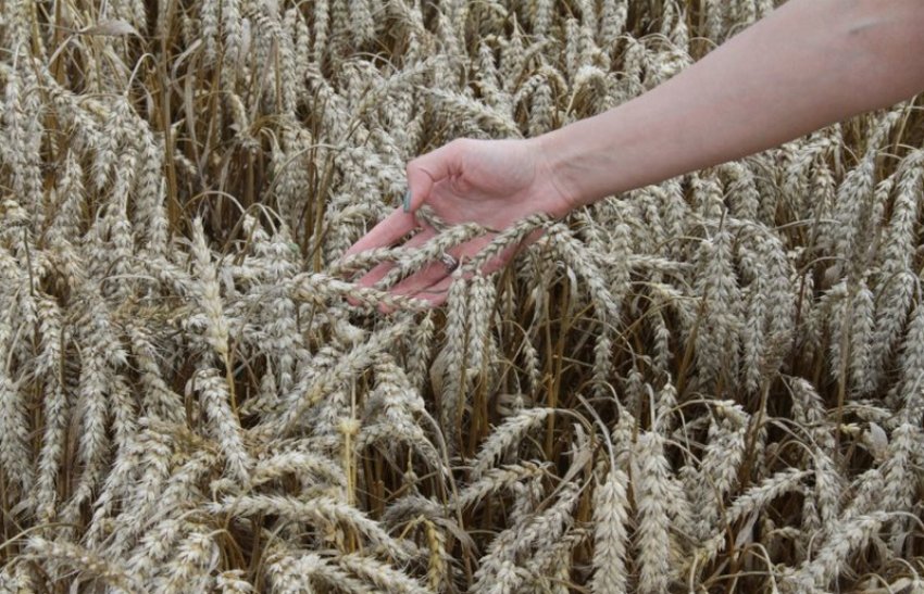 Сорт пшениці Баграт Сорт пшениці Баграт