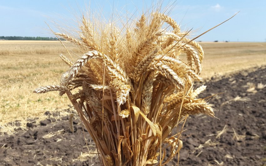 Сорт пшениці Баграт Сорт пшениці Баграт