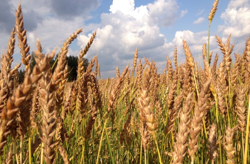 Сорт пшениці Баграт Сорт пшениці Баграт