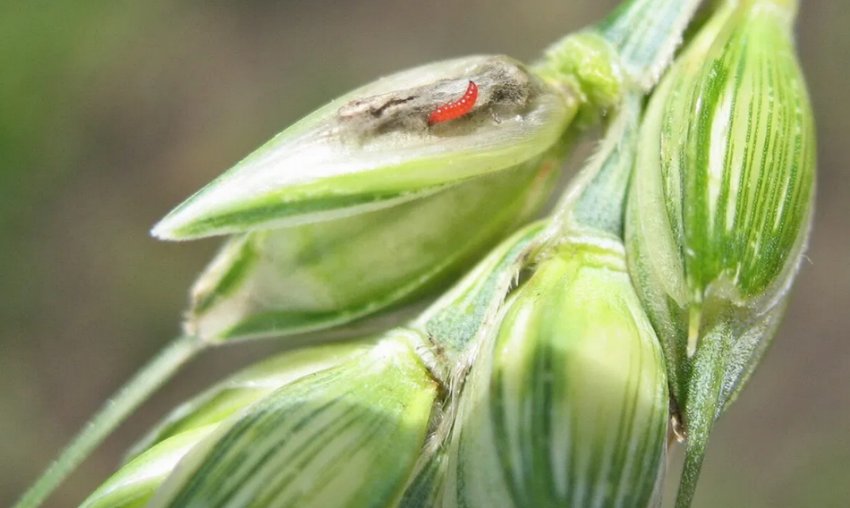Пшеничний трипс Пшеничний трипс