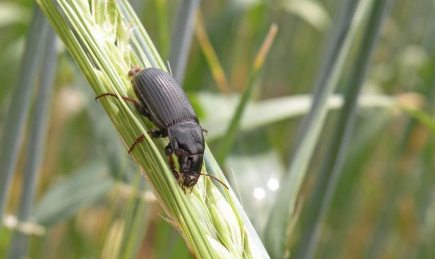 Жужелиця пшенична Жужелиця пшенична