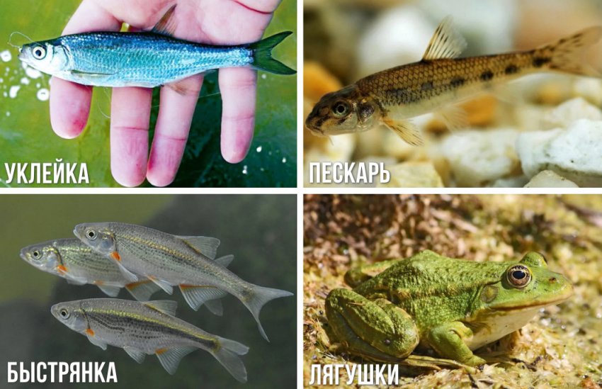 топ воблеры для жереха. Смотреть фото топ воблеры для жереха. Смотреть картинку топ воблеры для жереха. Картинка про топ воблеры для жереха. Фото топ воблеры для жереха