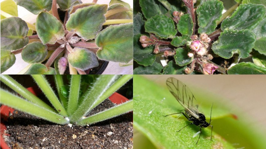 Цікламеновий кліщ, попелиця, борошнистий черв'як і сциарида