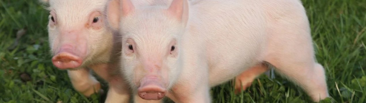 Спроможна чи нова вакцина врятувати всіх свиней у світі від африканської чуми?