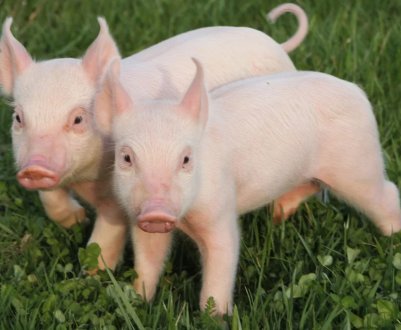 Спроможна чи нова вакцина врятувати всіх свиней у світі від африканської чуми?