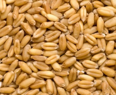 Характеристики твердих сортів пшениці, особливості вирощування та застосування