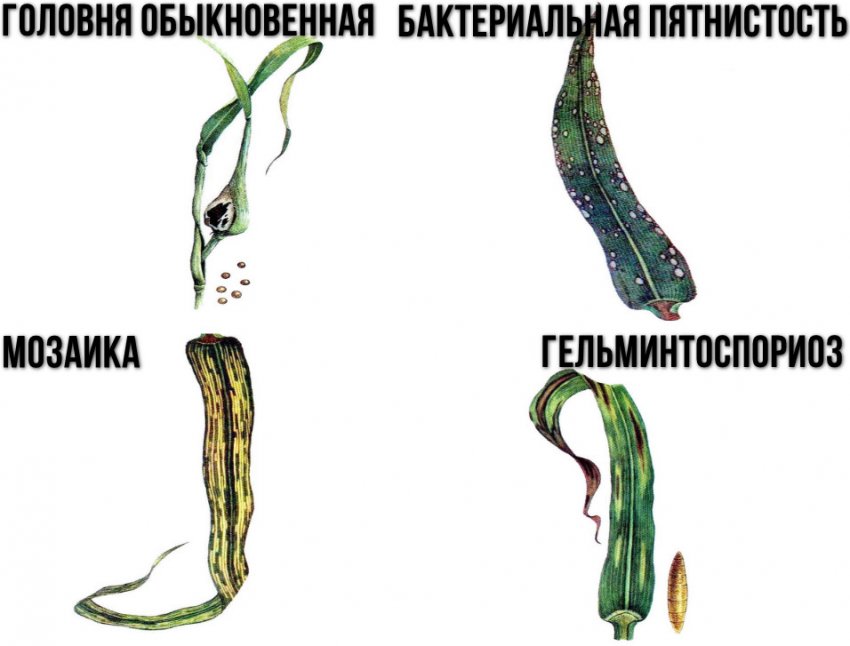 Хвороби проса