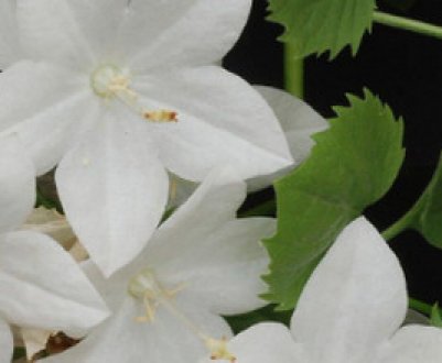 Кампанула кімнатна: догляд в домашніх умовах, пересадка, розмноження