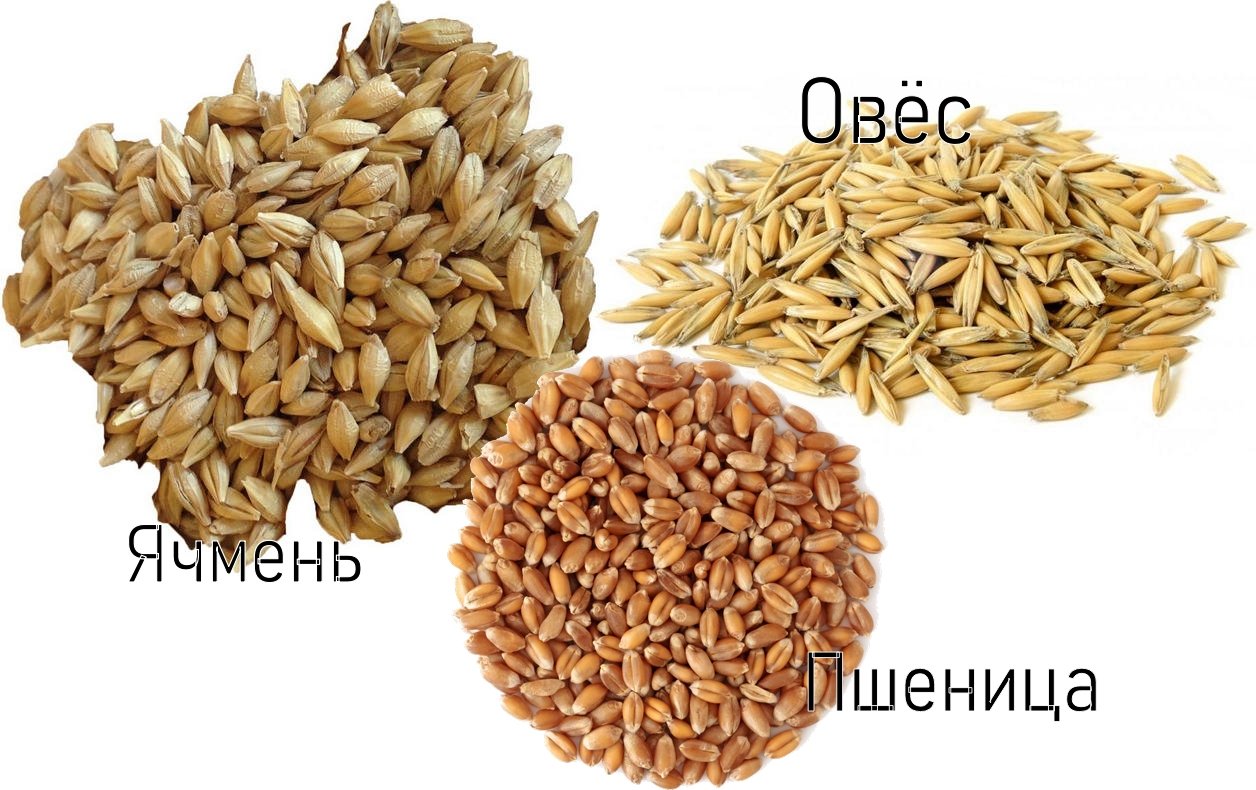 Ячмень Зерно Купить