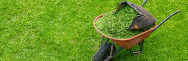 Нужно ли убирать скошенную траву с газона, можно ли оставлять на даче .