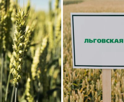 Опис і характеристики озимої пшениці сорту Льговська 4