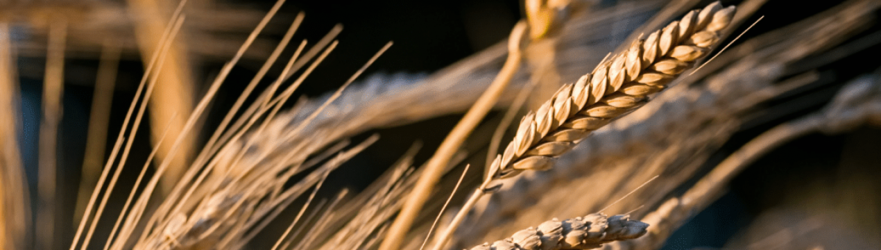 Опис і характеристики сорту озимої пшениці Безоста 100