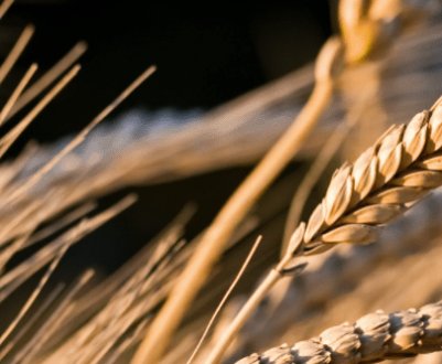 Опис і характеристики сорту озимої пшениці Безоста 100