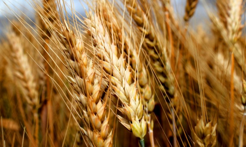 Пшениця Безоста 100 Пшениця Безоста 100