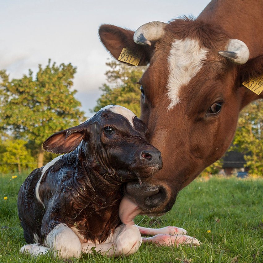 Як перше молоко впливає на імунітет теля Як перше молоко впливає на імунітет теля