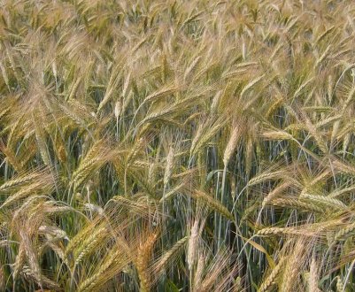 Озима пшениця сорту Тімірязевка 150