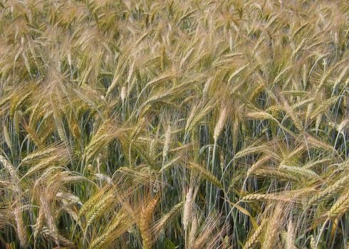 Озима пшениця сорту Тімірязевка 150