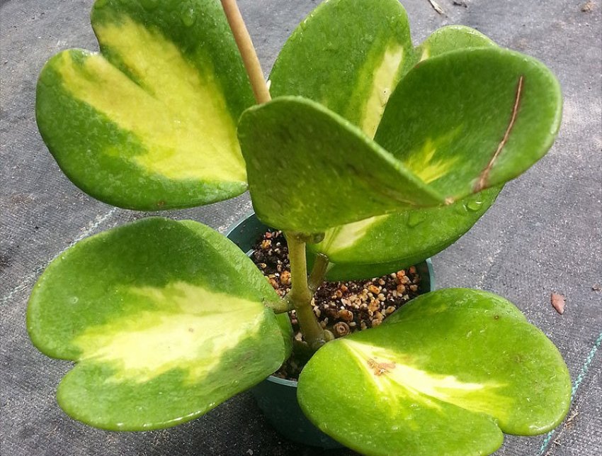 Hoya kerrii Spot center