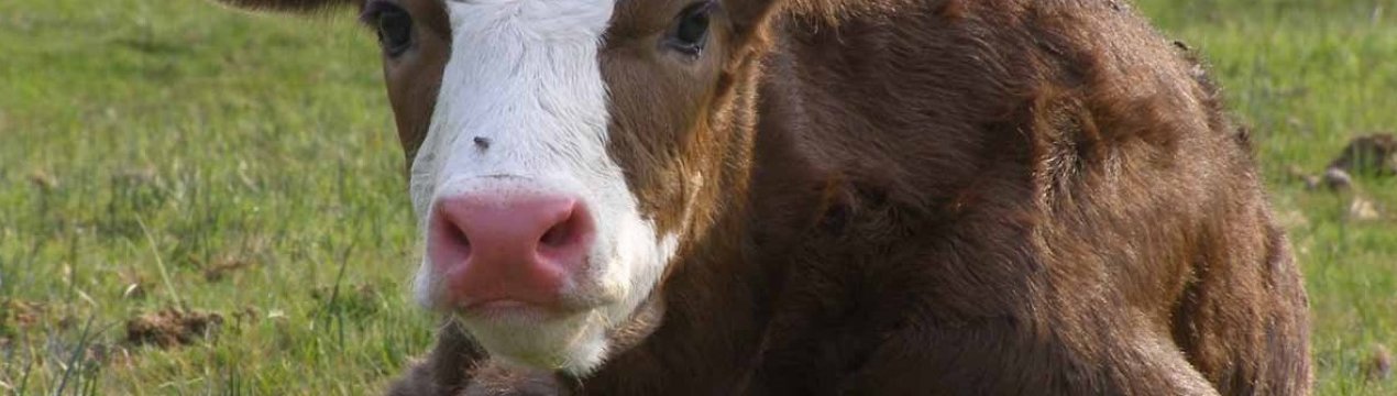 Як перше молоко впливає на імунітет телятка