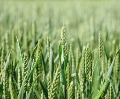 Опис і характеристики ярої пшениці, її сорти та особливості вирощування