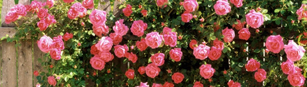 Самі ароматні і запашні сорти троянд