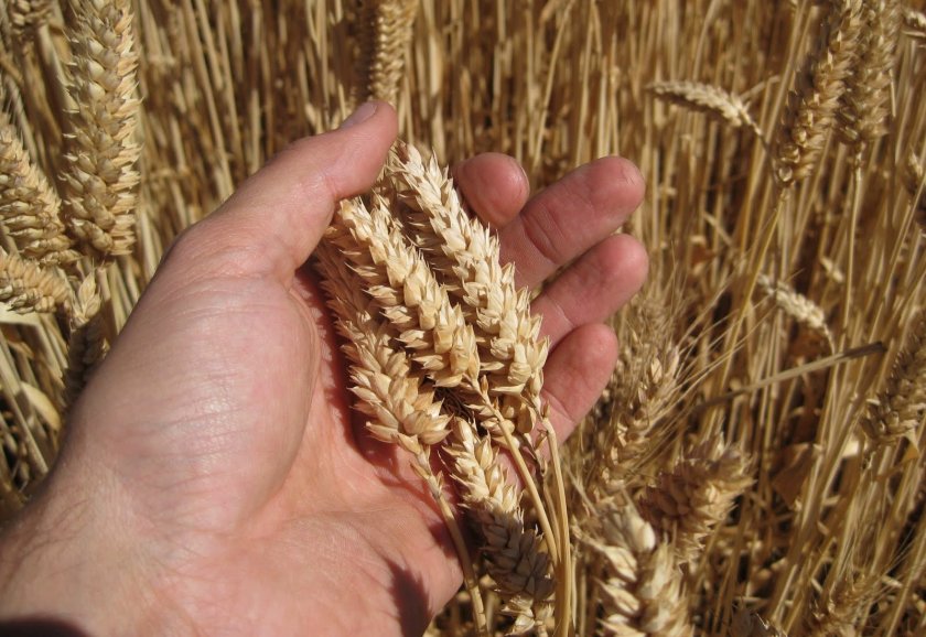 Выращивание яровой пшеницы