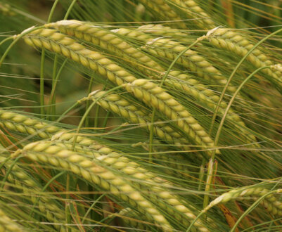 Опис і характеристики ячменю, вирощування та застосування зерна